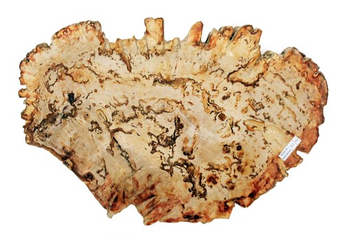 Petrified fossil wood slice - petrified,