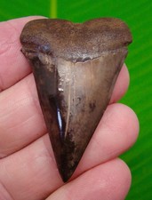 2.22 “  MAKO SHARK TOOTH