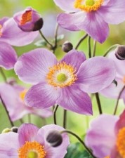Anemone hupehensis Praecox Japanese anemone 9cm Pot Outdoor Grown