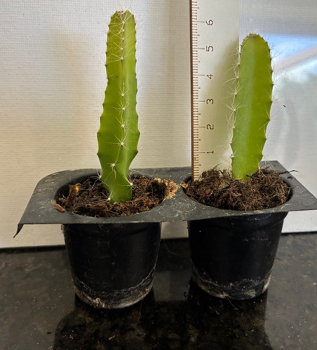 Dragon fruit plants 6cm - 2x,