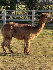 Eden's Fawn Huacaya Alpaca Raw