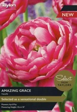Tulip amazing grace pack - tulip, grace'