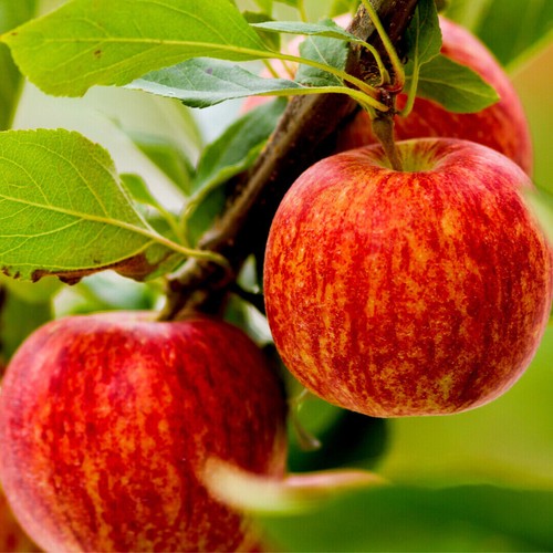 Dwarf patio gala apple - patio,