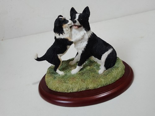 Border collie dogs - collie, dogs,
