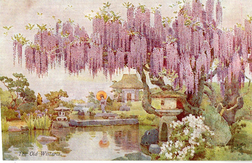 The old wistaria - the,