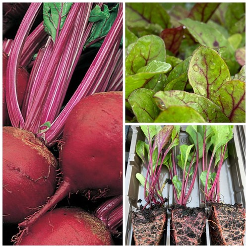 Beetroot vegetable plug plants - beetroot,