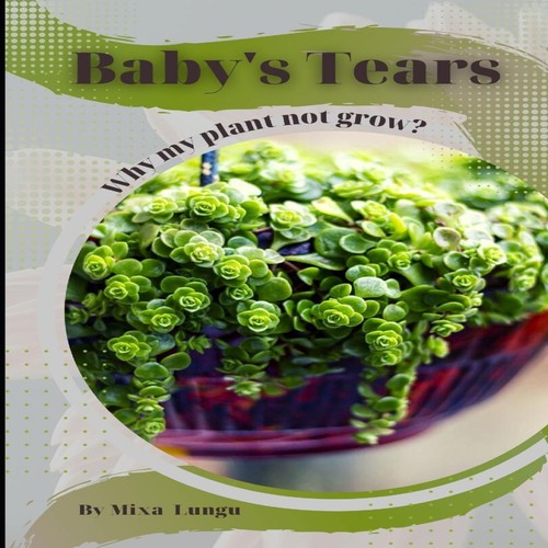 Baby tears why - baby's, plant