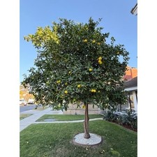 California Homegrown Organic