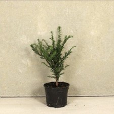 Taxus baccata yew - 3x,