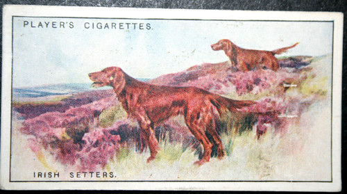 Irish setter red - setter,