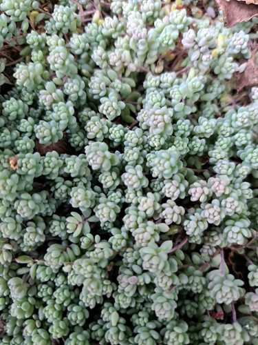 Grams dwarf sedum - 5,