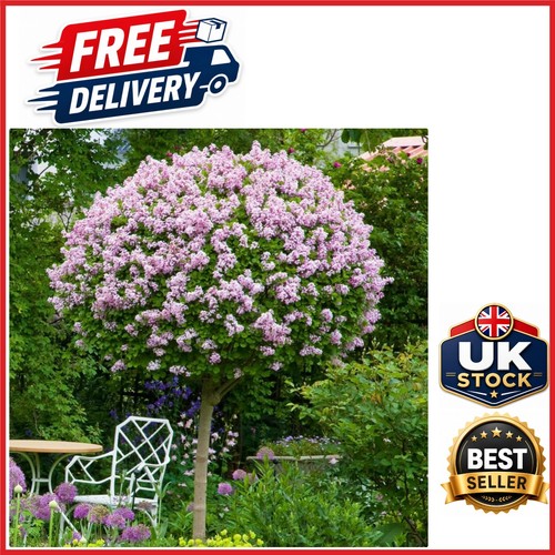 Lilac tree pair syringa - pair,