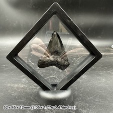 Genuine Megalodon Fossil Shark Tooth in 3D Floating Display Frame – Miocene
