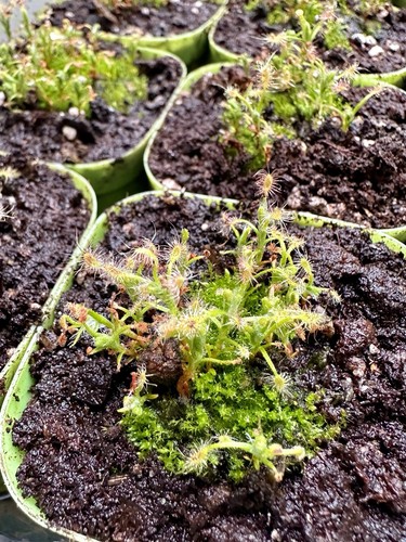 Drosera scorpioides pigmy - drosera,