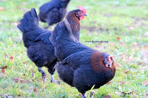 Fertile black copper - 10+,