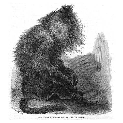 The indian wanderoo monkey - the,