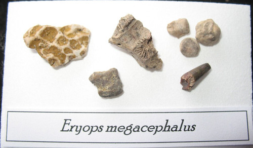 Permian eryops giant - eryops,