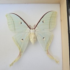 Actias selene Specimen Indian