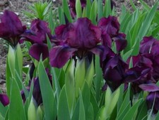 Iris pumila Cherry Garden 9cm