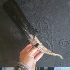 Shamanic Wicca Fan with Real Crow tail & Goat Horn Ritual Smudge Fan Spirit Tool