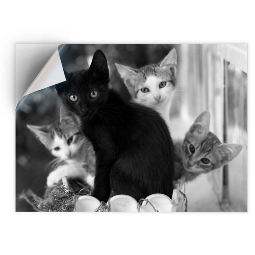 Vinyl sticker bw - sticker,