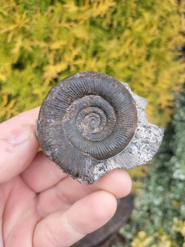 Dactylioceras tenuicostatum - dactylioceras,