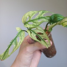 Monstera Adansonii Albo GHOST