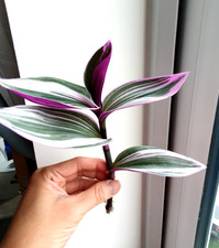 Tradescantia Nanouk x 1 cutting