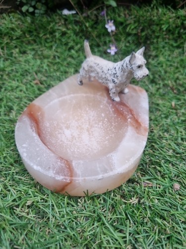 West highland white terrier - ,