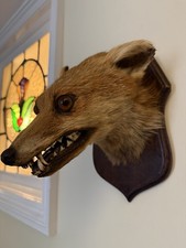 Taxidermy Fox Head