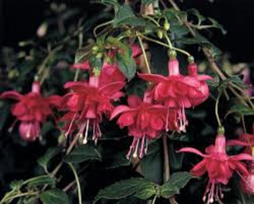 Fuchsia double plug - ,