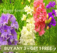 Rocket larkspur mix - larkspur,