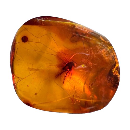 Genuine baltic amber polished - genuine,