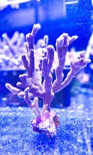 XXXL BRANCHING SKY BLUE MONTI LARGE COLONY MONTIPORA DIGI CORAL SPS 🪸 🥶🥶