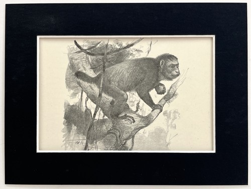 Bald uakari monkey mounted - monkey,