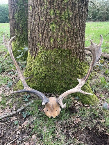 Fallow buck full - full, skull