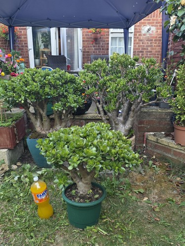Large jade money plant - large,