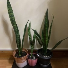 3 Snake Plants ( Dracaena trifasciata) 76cm/66cm/52cm (500)