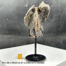 Rare Allosaurus Dinosaur