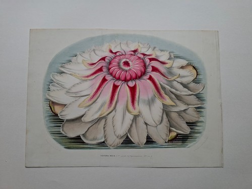 Louis van houtte botany - houtte,