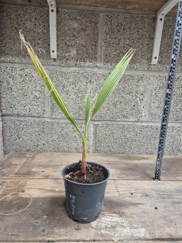 Bismarckia palm silver - |,