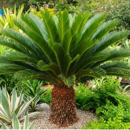 Cycas revoluta sago palm - cycas, revoluta/sago