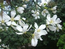 Hardy Lemon, Japanese Bitter
