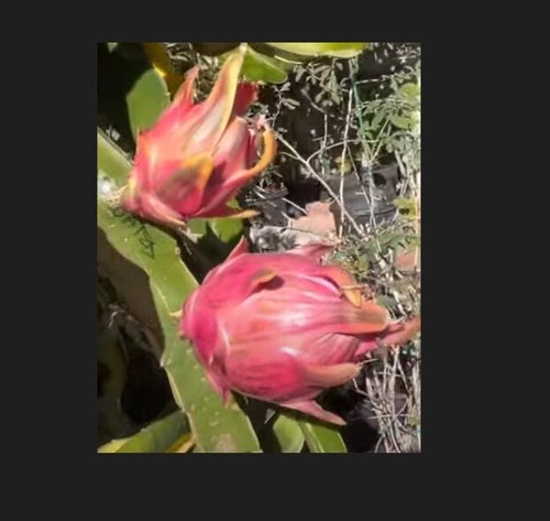 Variegated hylocereus undatus - hylocereus,