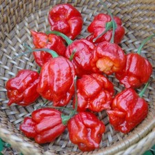 Chilli Pepper 'Trinidad Scorpion' 6  Seeds Extremely Hot. 1st Class UK Delivery