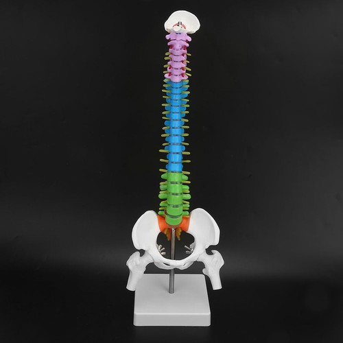 New colored life size - size, flexible