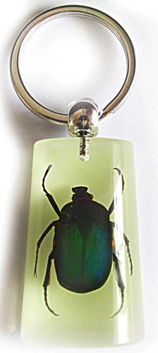 Real bugs resin keyrings - resin,