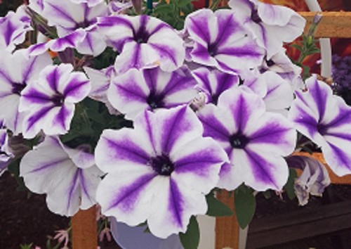 Trailing petunia surfinia - trailing,