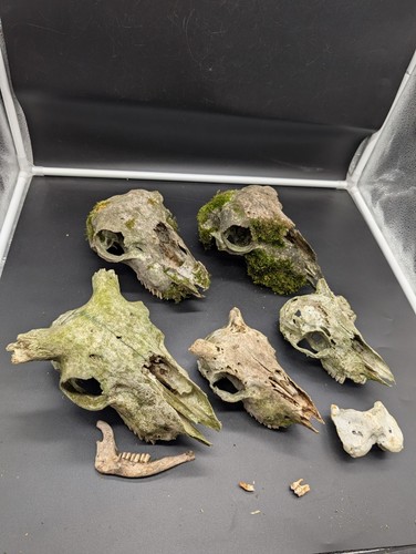British hill sheep skull - sheep,