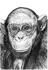 Original A3 Pen Drawing of a